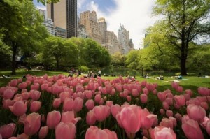Primavera en Nueva York