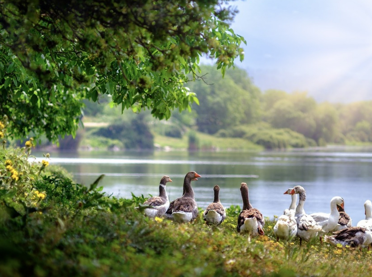 Prospect Park Cómo llegar y qué ver Turismo Nueva York